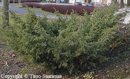 Juniperus communis 'Lalli', suppilokataja